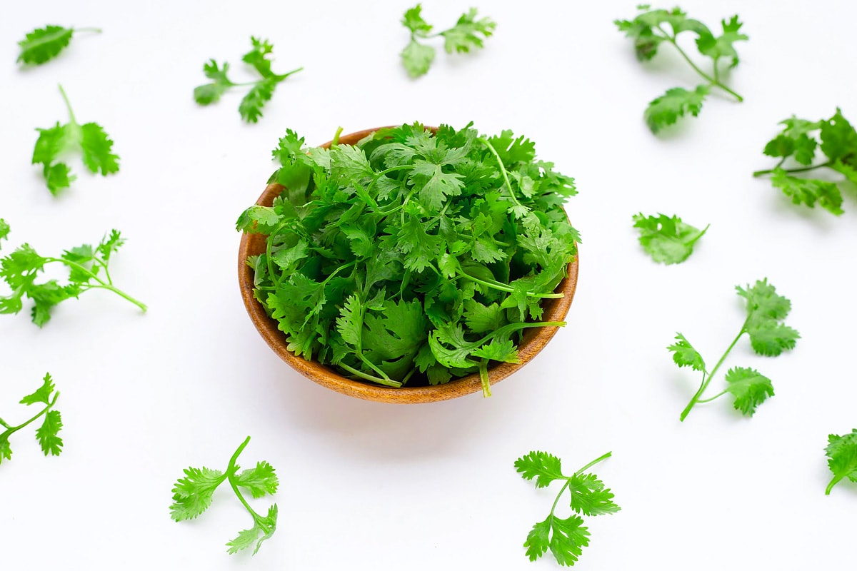 Wooden plate with small coriander leaves on white background.