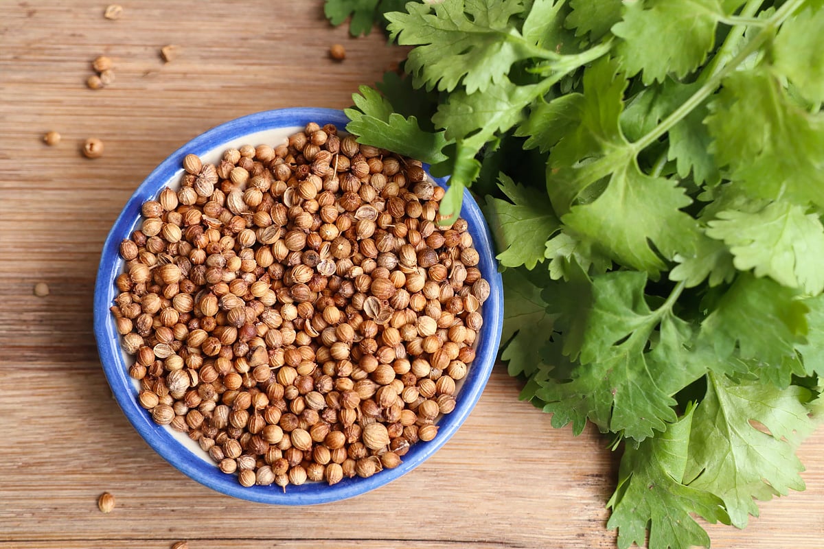 Top view of blue plate with coriander seeds and leaves.