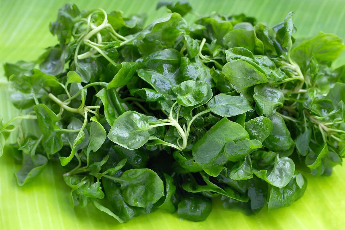 Close look of watercress leaves on green background.