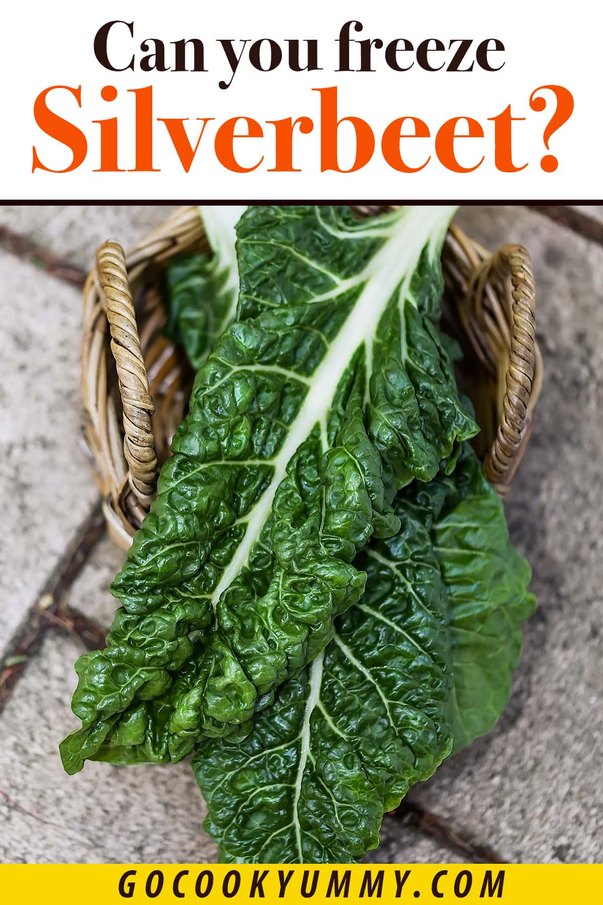 Top view of a silverbeet leaf on gray background.