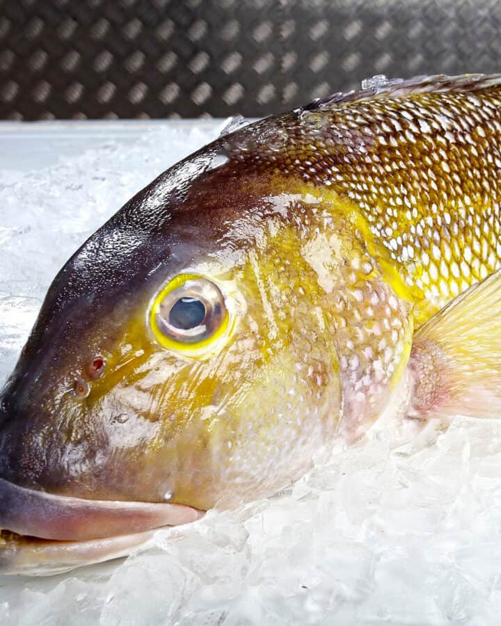 Close look of golden tilefish sitting in ice cubes.