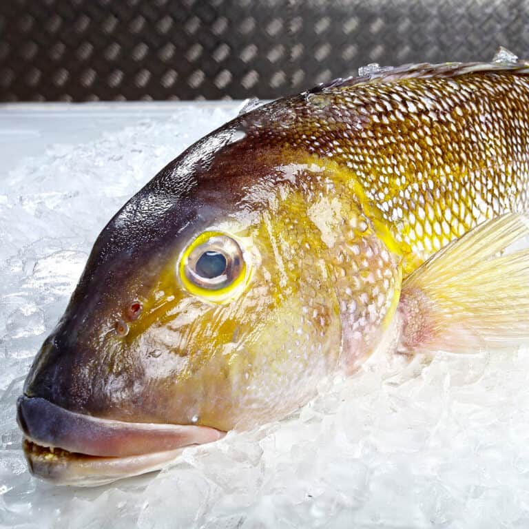 Close look of golden tilefish sitting in ice cubes.