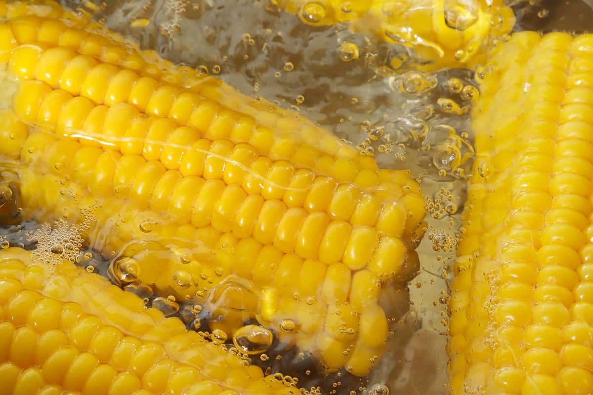 Boiling corn in under hot water.