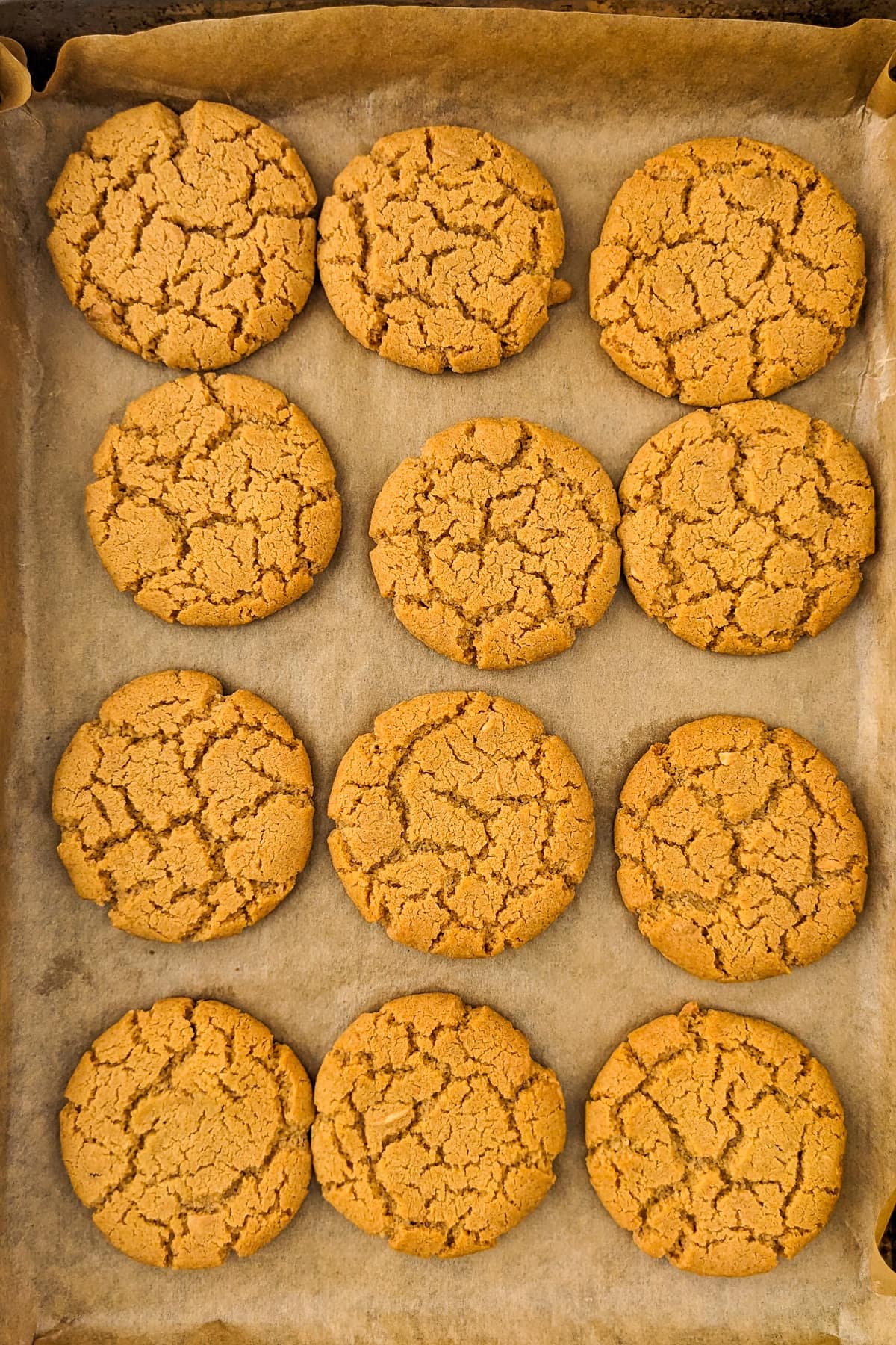 Top view of baked peanut butter cookies on a traying bake.