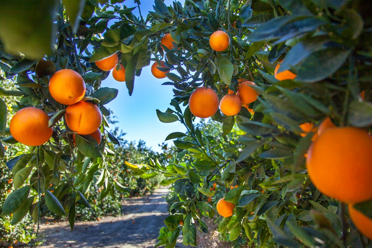 Orange orchard with ripen oranges.