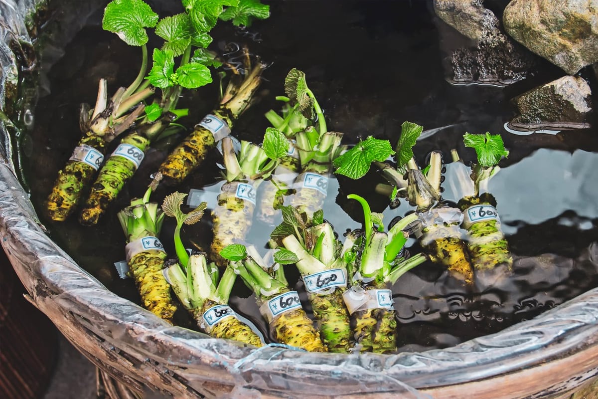 Fresh wasabi plants sitting in water.