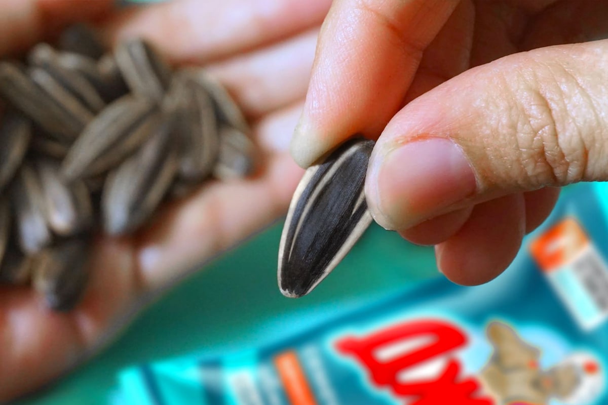 A macro look of a woman's hand holding a sunflower seed with a shell.