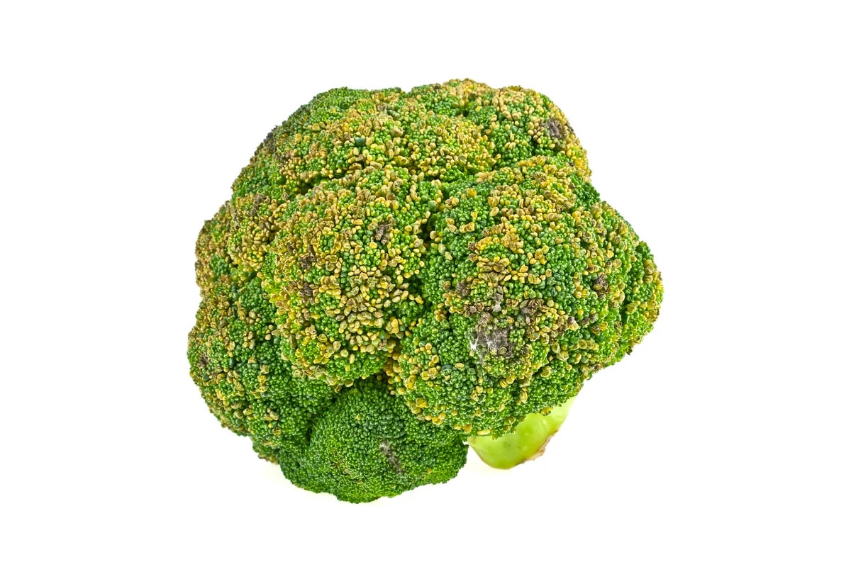Close look of spoiled broccoli isolated on a white background.