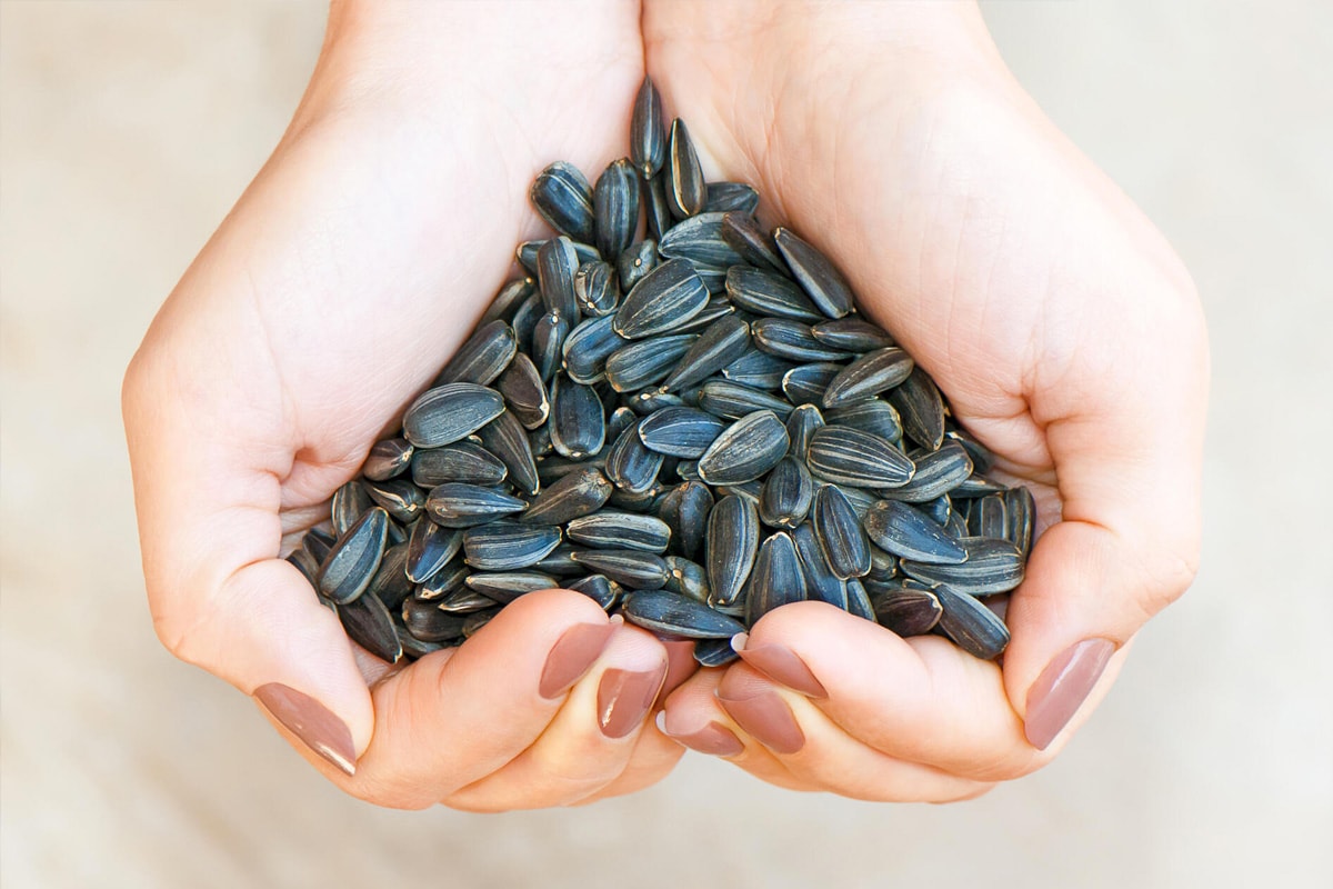 Two hands holding sunflower seeds with shells.